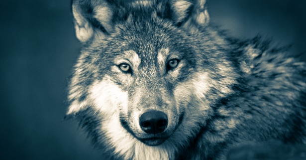 1111 wolf-jungle-wolvesnight-preda